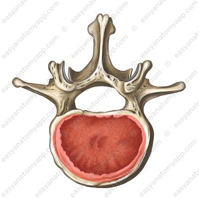Wirbelkörper (corpus vertebrae)